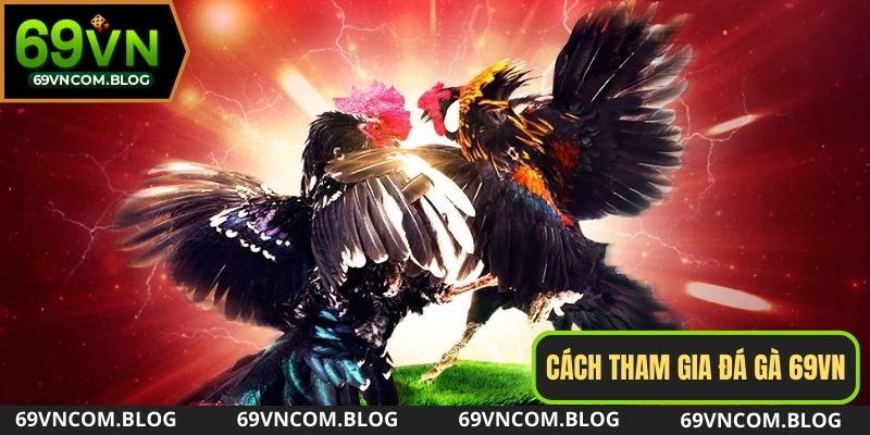Tham gia cá cược đá gà 69VN như thế nào?