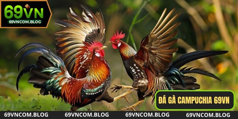 Đa dạng các giải đấu lớn với các chiến kê mạnh mẽ tại đá gà Campuchia