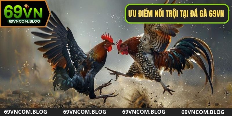 Tại sao đá gà 69VN lại được nhiều người lựa chọn?